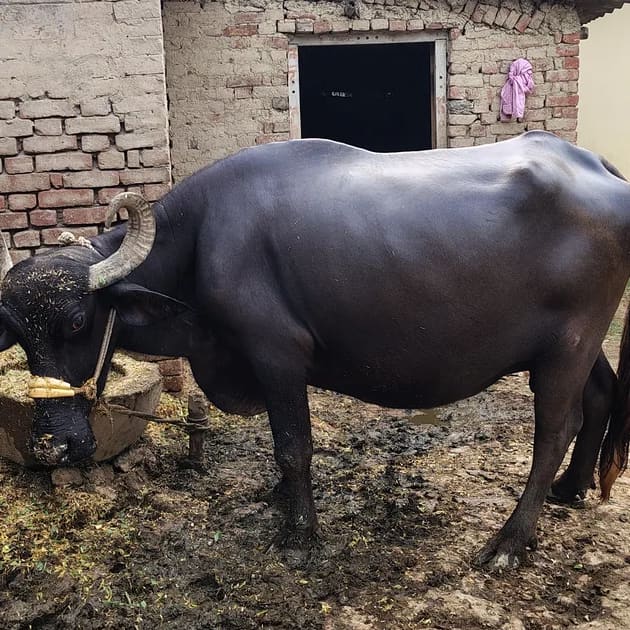 Others Buffalo in UTTAR PRADESH