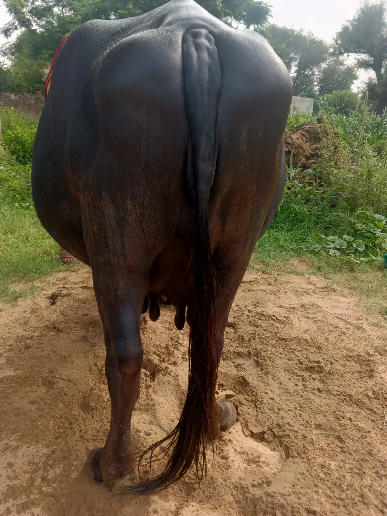 Others Buffalo in RAJASTHAN