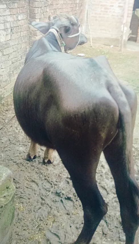 Surti Buffalo S0399 in  UTTAR PRADESH