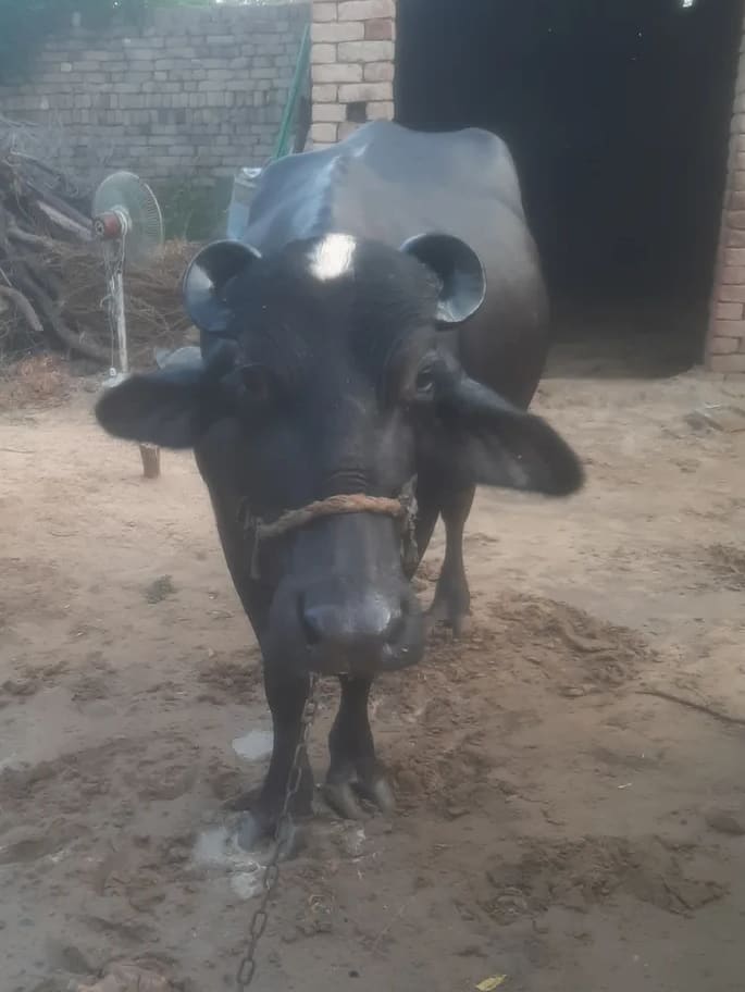 Others Buffalo in  RAJASTHAN