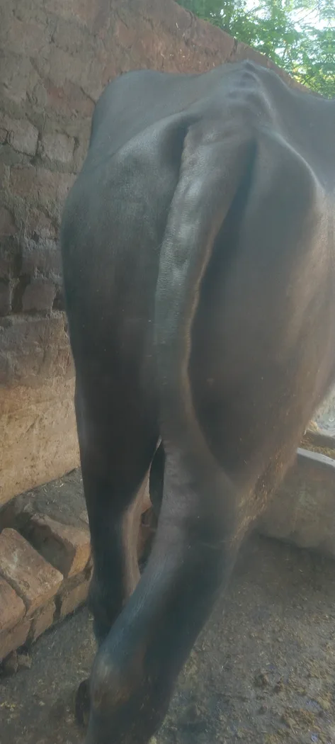 Murrah Buffalo in  UTTAR PRADESH