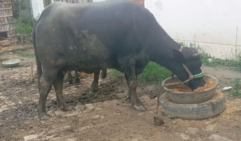 Nili Buffalo in  UTTAR PRADESH
