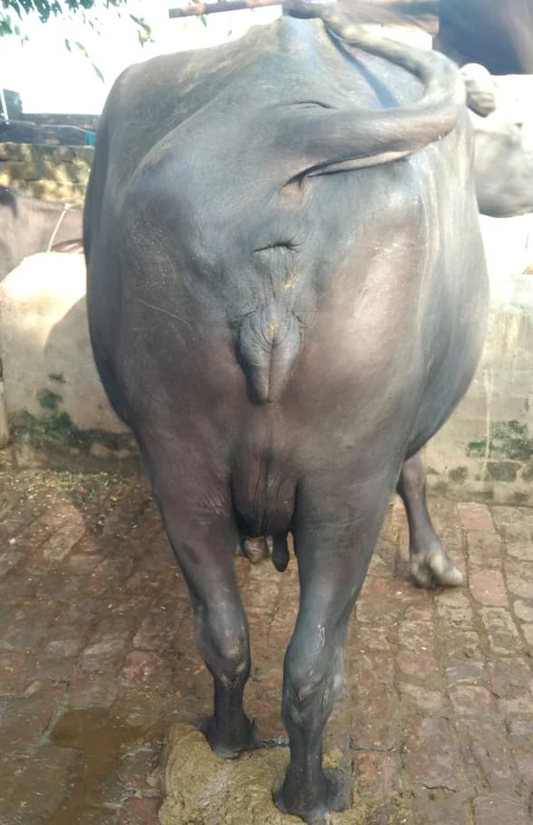 Others Buffalo in  UTTAR PRADESH