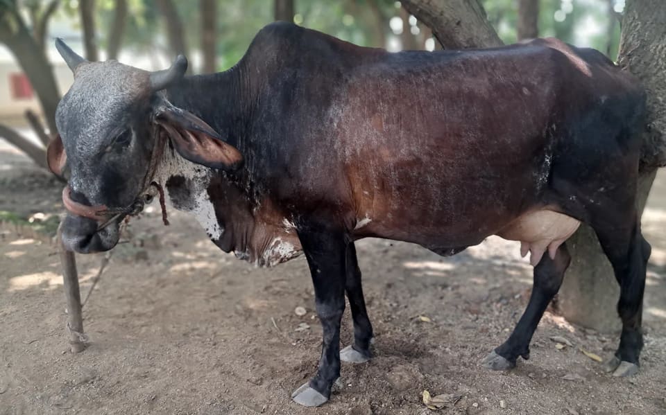 Sahiwal Cow S1923 in  CHHATTISGARH