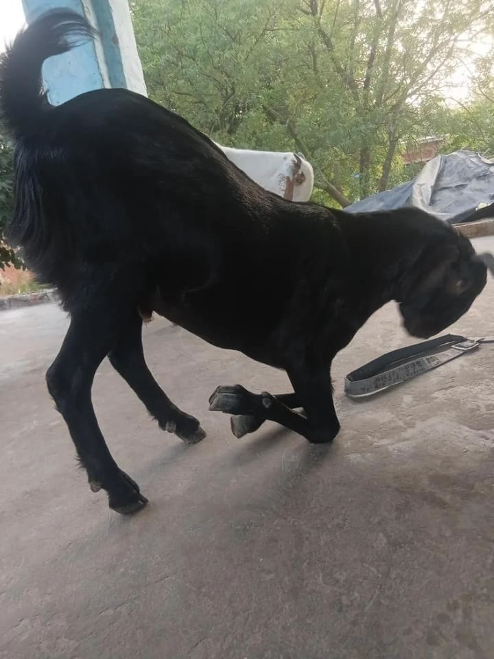 Bakra Goat O0248 in  UTTAR PRADESH