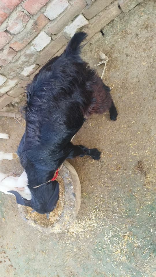 Black Bengal Goat B0101 in  UTTAR PRADESH