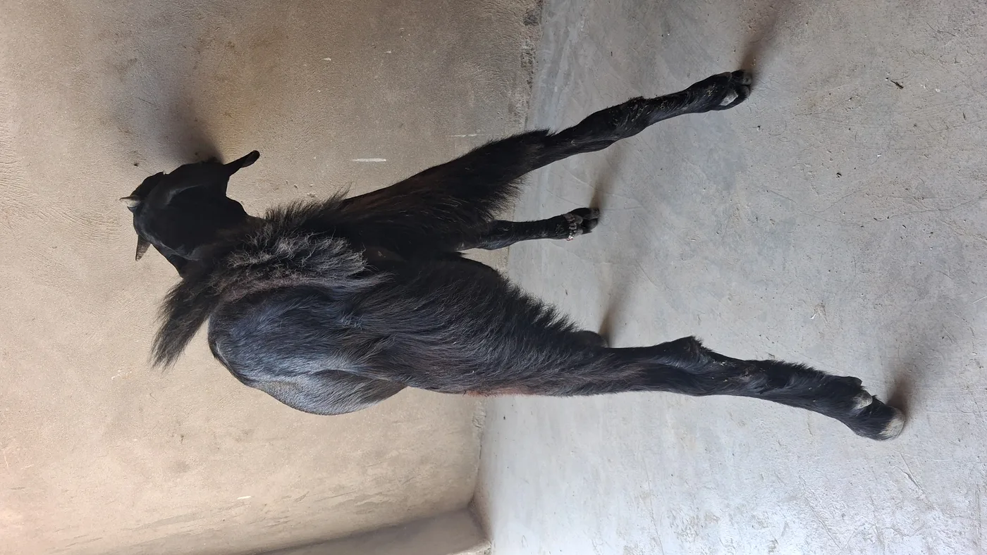 Barbari Goat in  UTTAR PRADESH