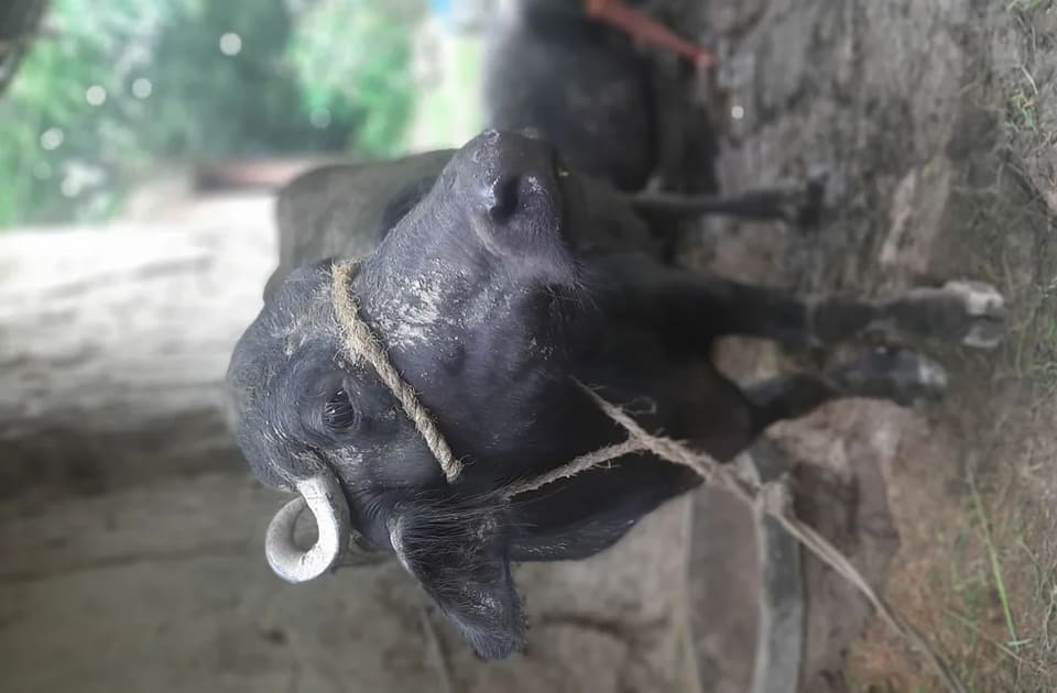 Murrah Buffalo in  UTTAR PRADESH