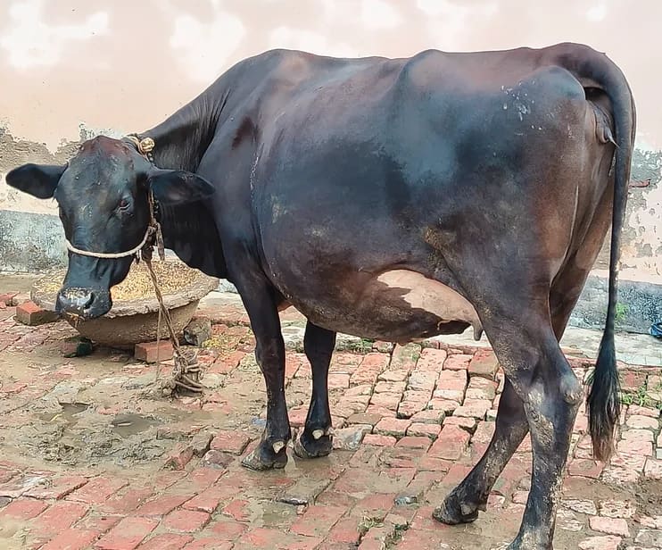 HF Cow in  UTTAR PRADESH