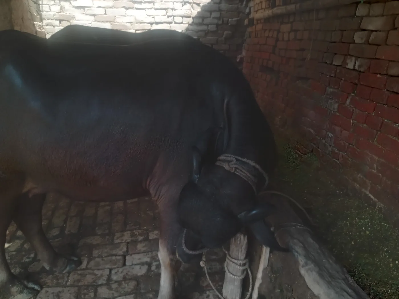 Murrah Buffalo in  UTTAR PRADESH