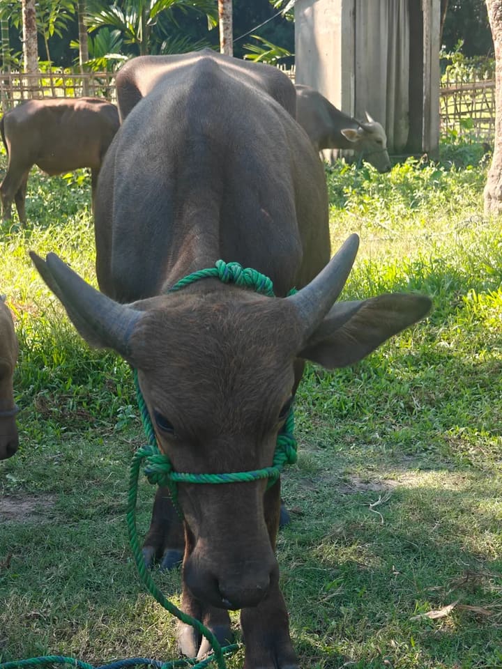 Jafarabadi Buffalo in  MEGHALAYA