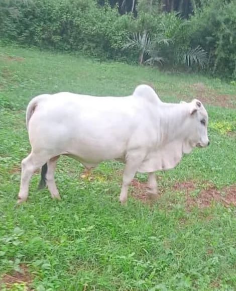 Punganur  Cow P0222 in  ANDHRA PRADESH