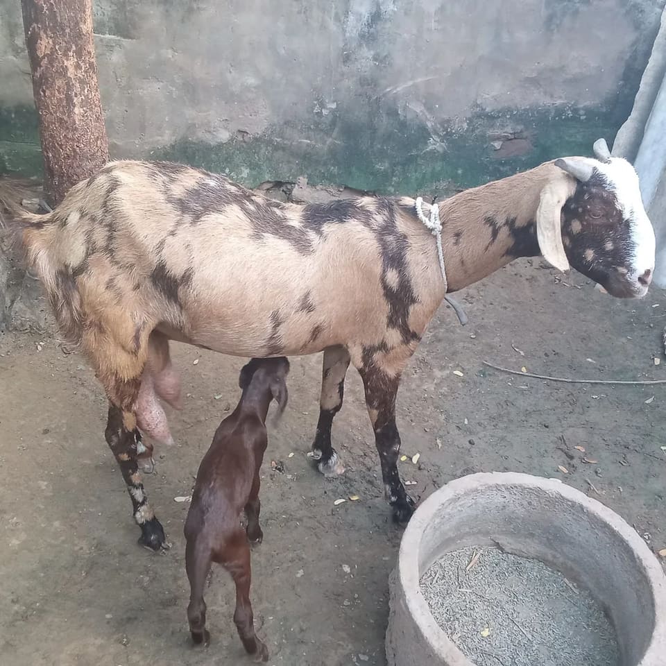 Sirohi Goat in  RAJASTHAN