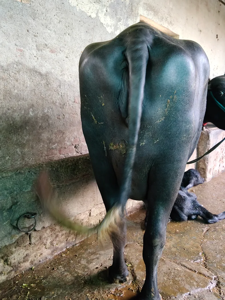 Others Buffalo in  PUNJAB
