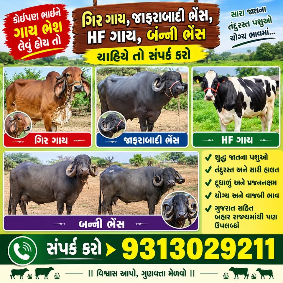 Jafarabadi Buffalo J0503 in  GUJARAT