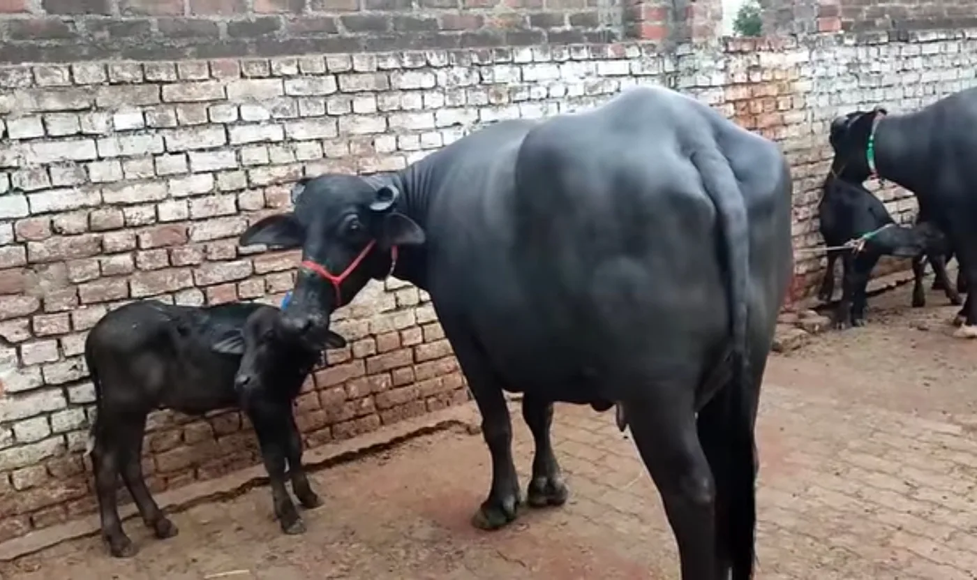 Murrah Buffalo M4705 in  MAHARASHTRA