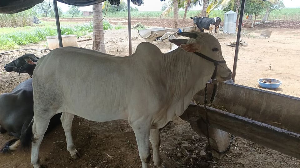 Kosa khillar Cow O0519 in  MAHARASHTRA