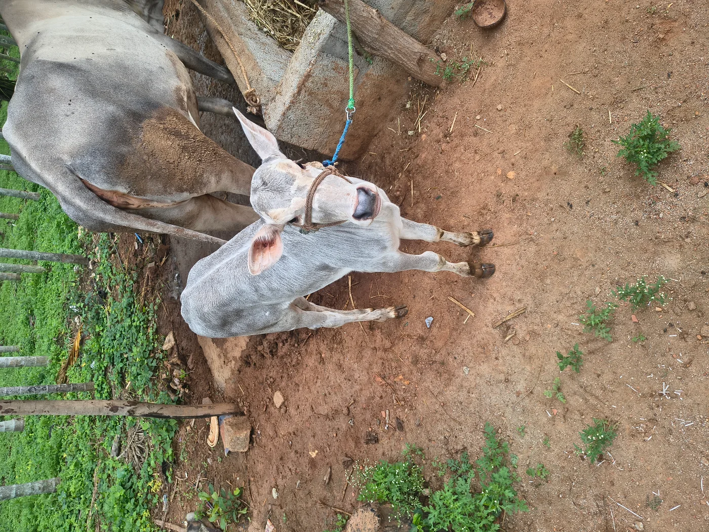 Gir Cow in  KARNATAKA