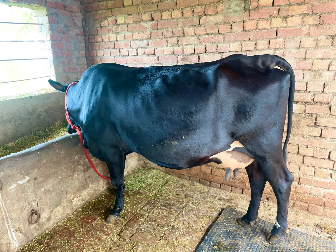 Others Cow in  HARYANA