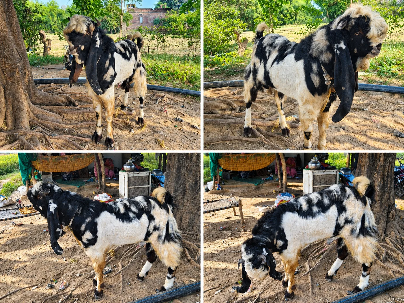 Kota Goat K0253 in  RAJASTHAN