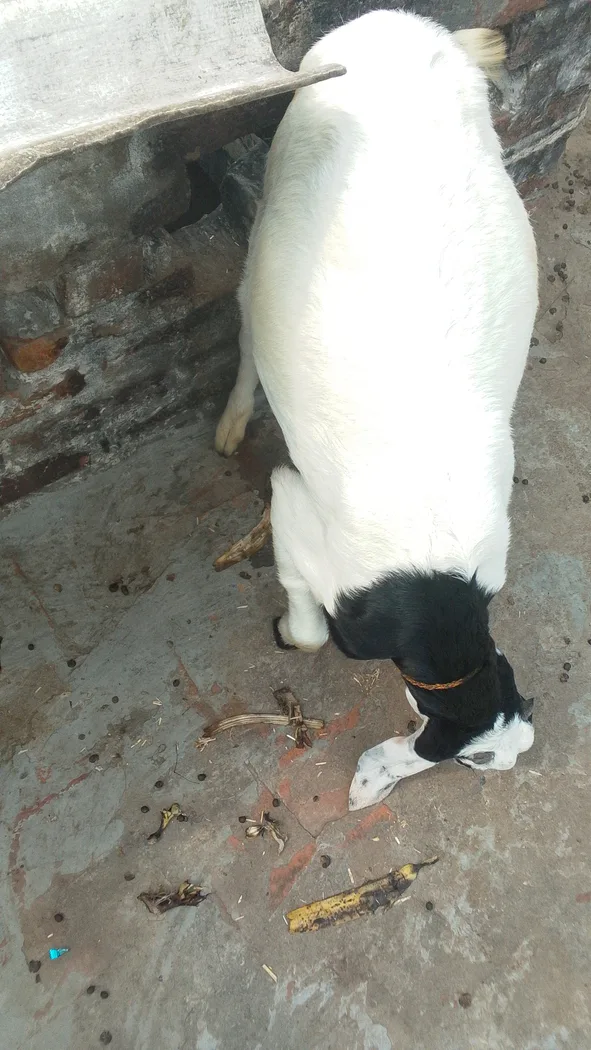 Jamunapari Goat J0286 in  UTTAR PRADESH