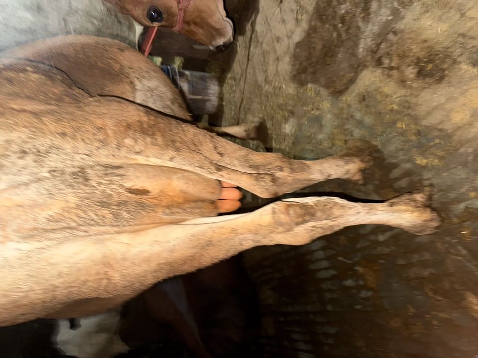 Jersey Cow in  PUNJAB