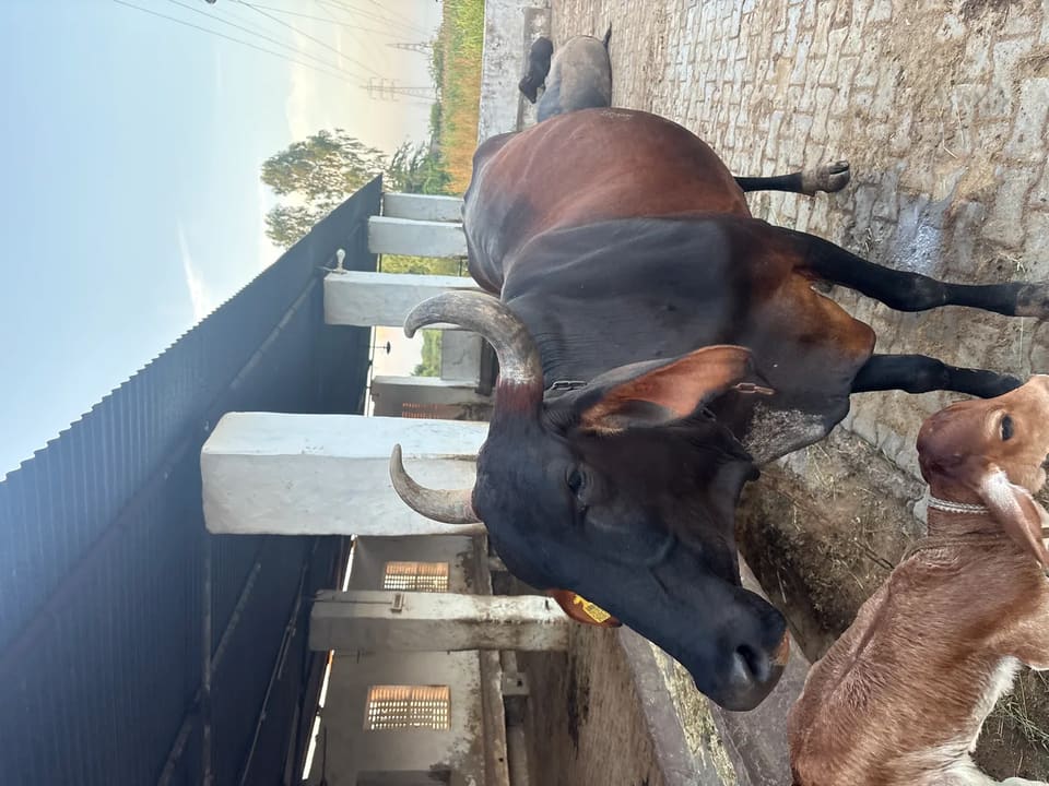 Others Cow in  RAJASTHAN