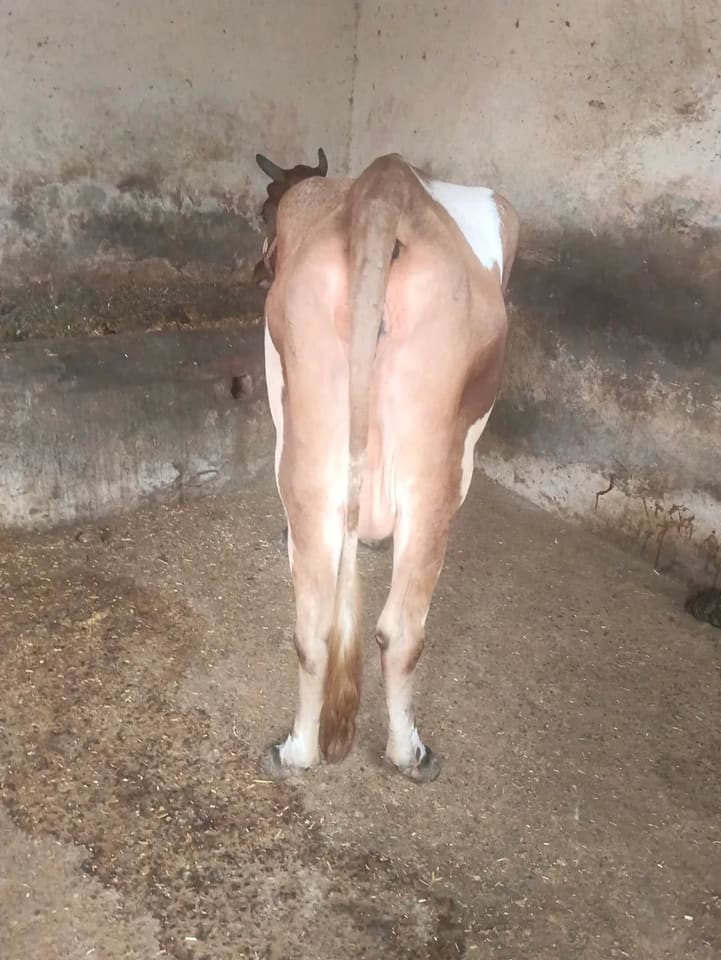 HF Cow in  UTTAR PRADESH