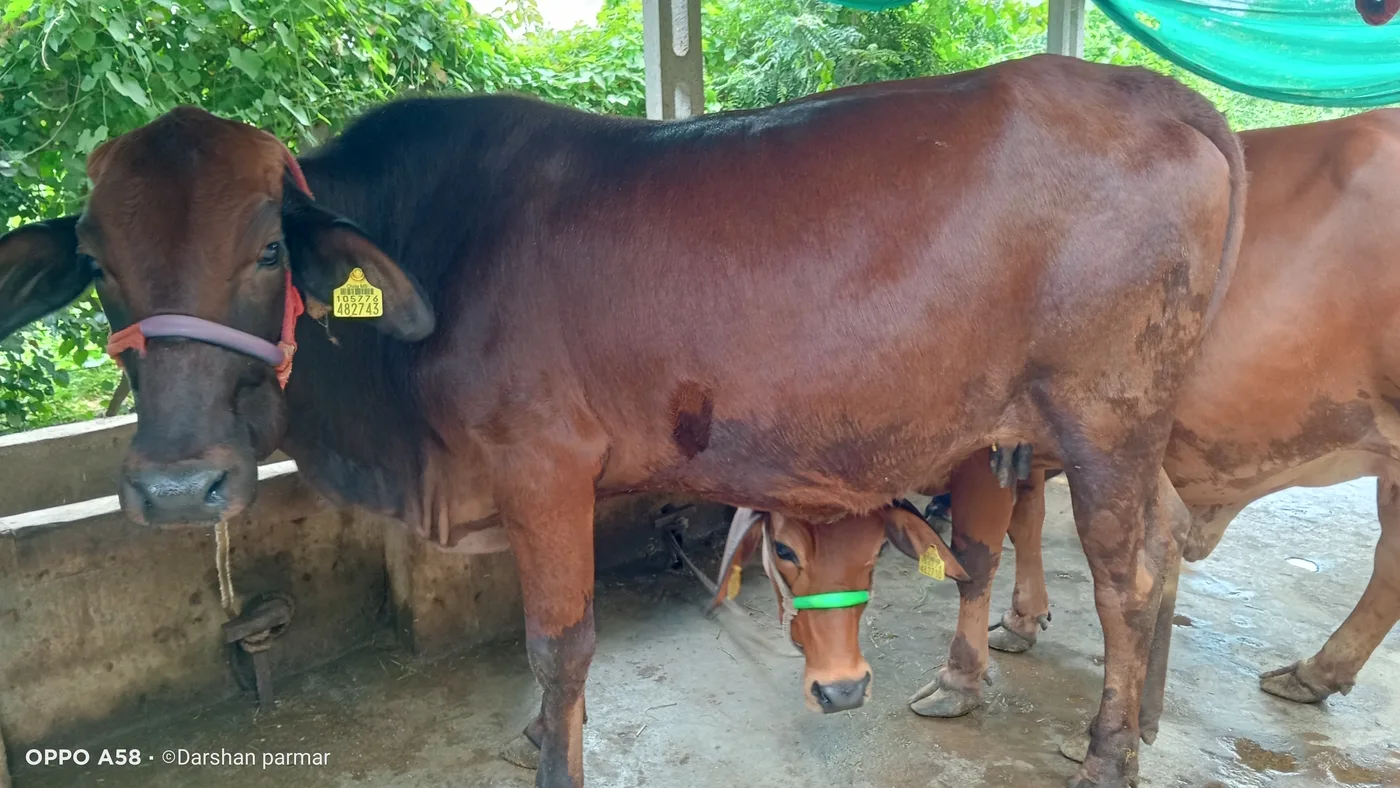 Jersey Cow J1559 in  GUJARAT