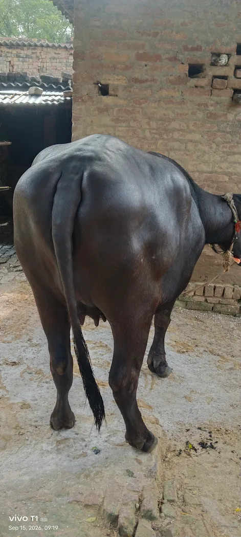 Murrah Buffalo in  UTTAR PRADESH