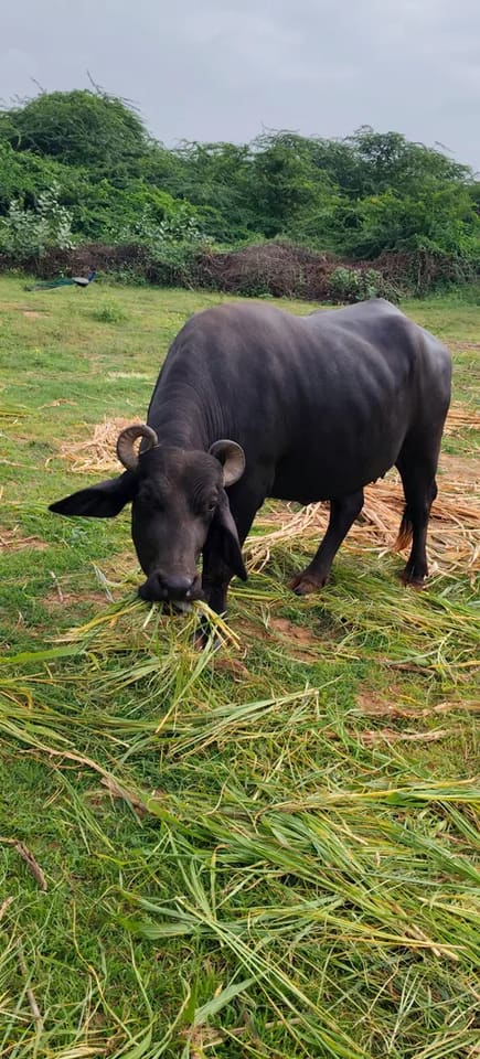 Others Buffalo in  GUJARAT
