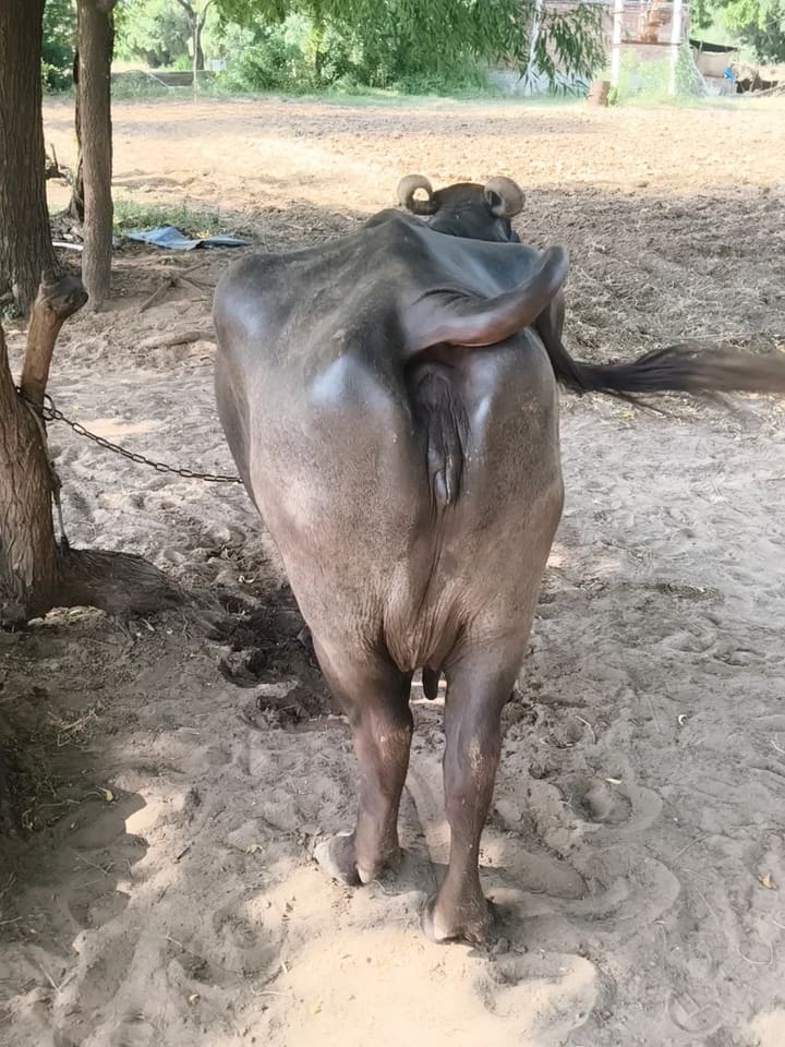 Others Buffalo in  RAJASTHAN