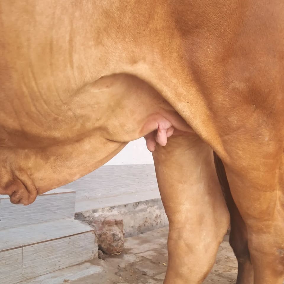 Gir Cow in  HARYANA