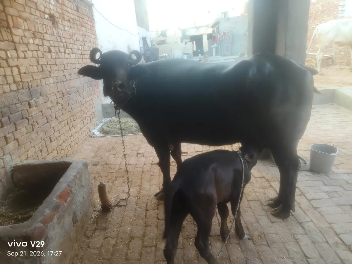 Others Buffalo