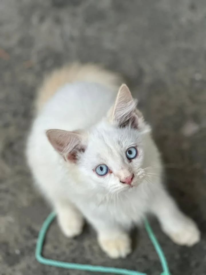 Persian Cat O0900 in  GUJARAT