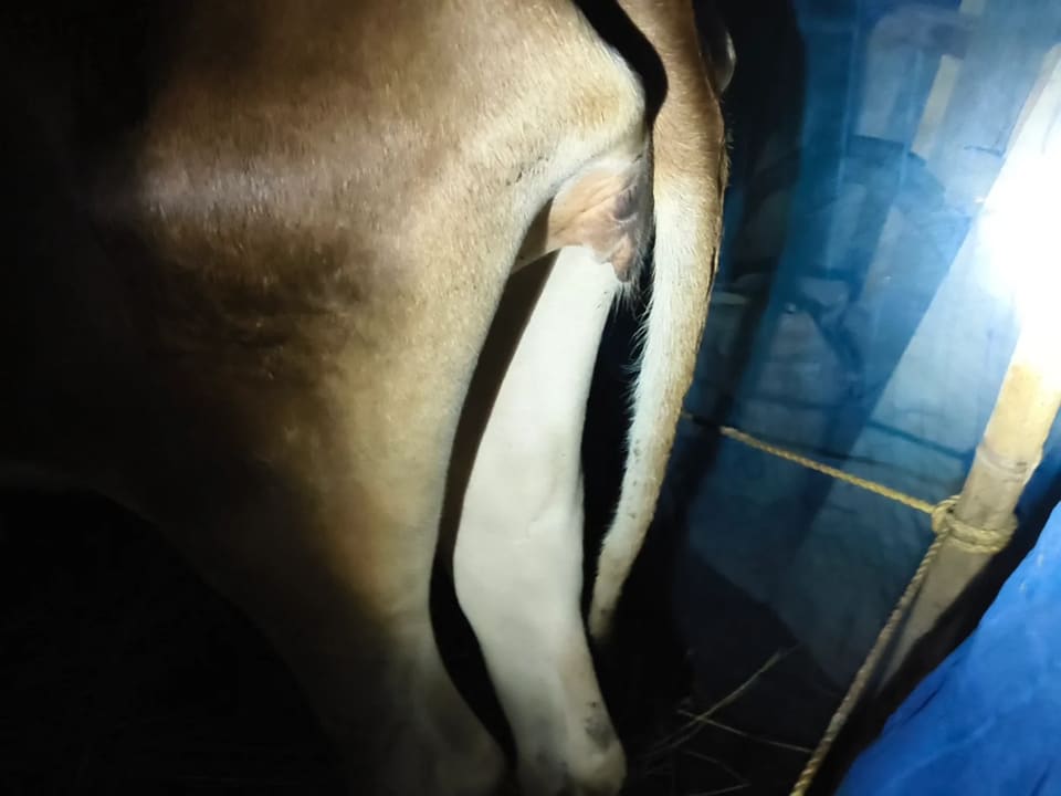Others Cow in  WEST BENGAL