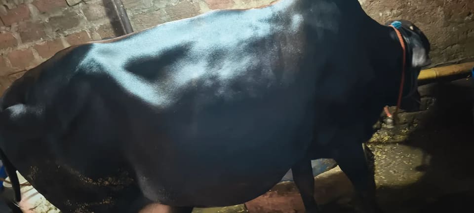 Gir Cow G2065 in  BIHAR