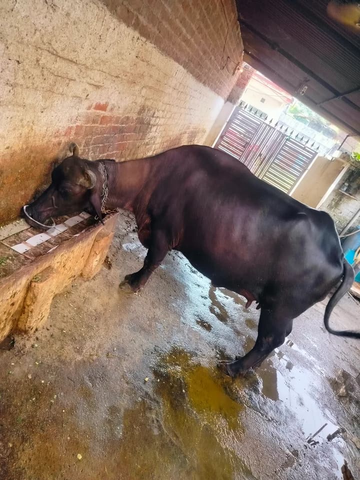 Others Buffalo in  MADHYA PRADESH