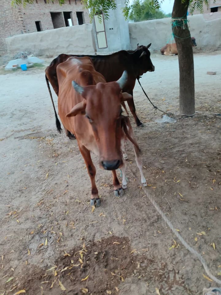 Rathi Cow in  RAJASTHAN