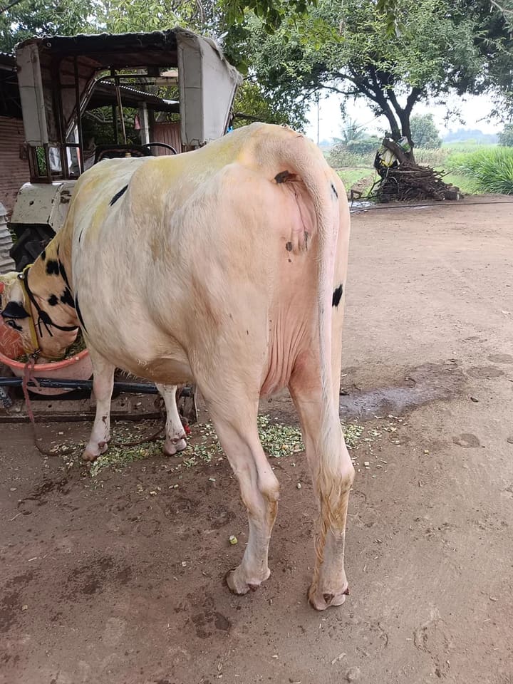 HF Cow in  MAHARASHTRA