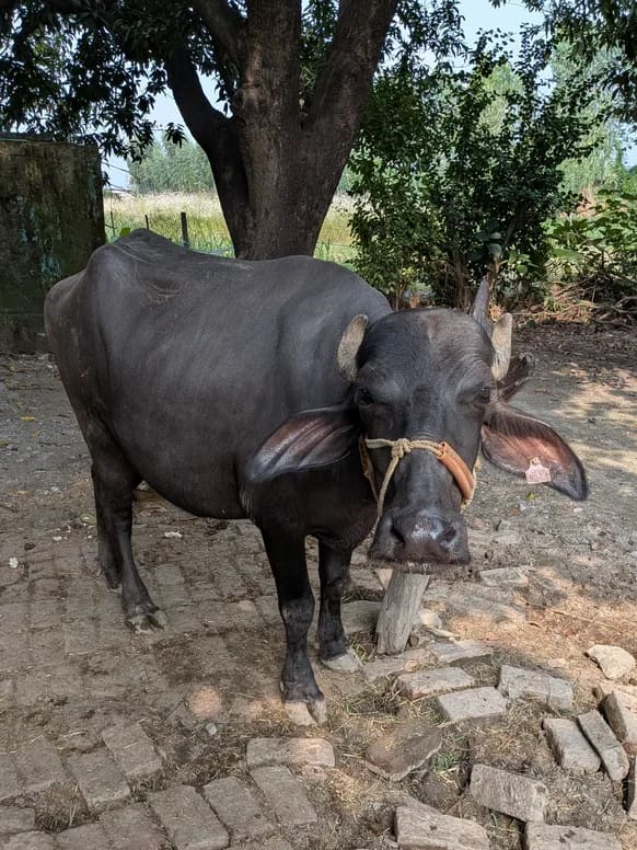 Murrah Buffalo M5306 in  UTTARAKHAND