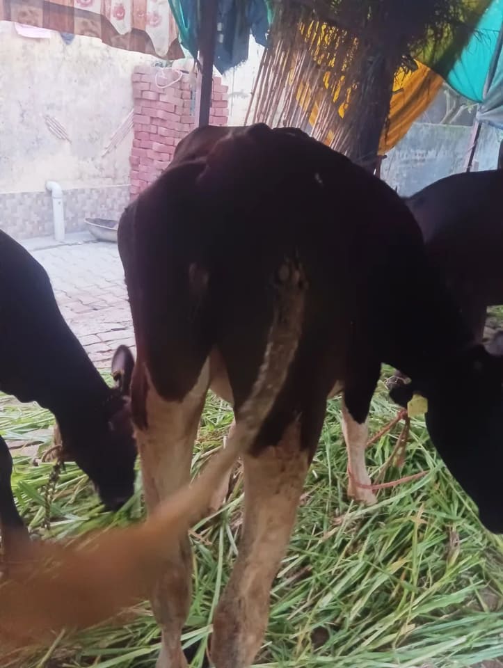 HF Cow in  PUNJAB