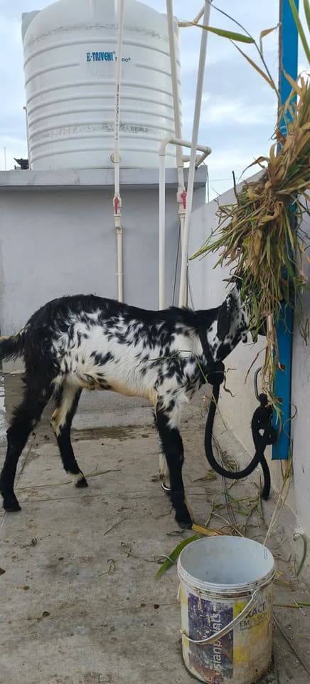 Kota Goat in  KARNATAKA