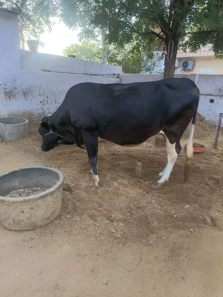 HF Cow H3350 in  RAJASTHAN