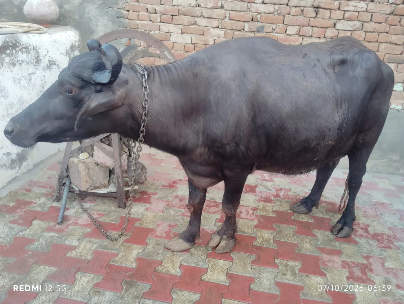 Haryanvi Buffalo O0768 in  RAJASTHAN