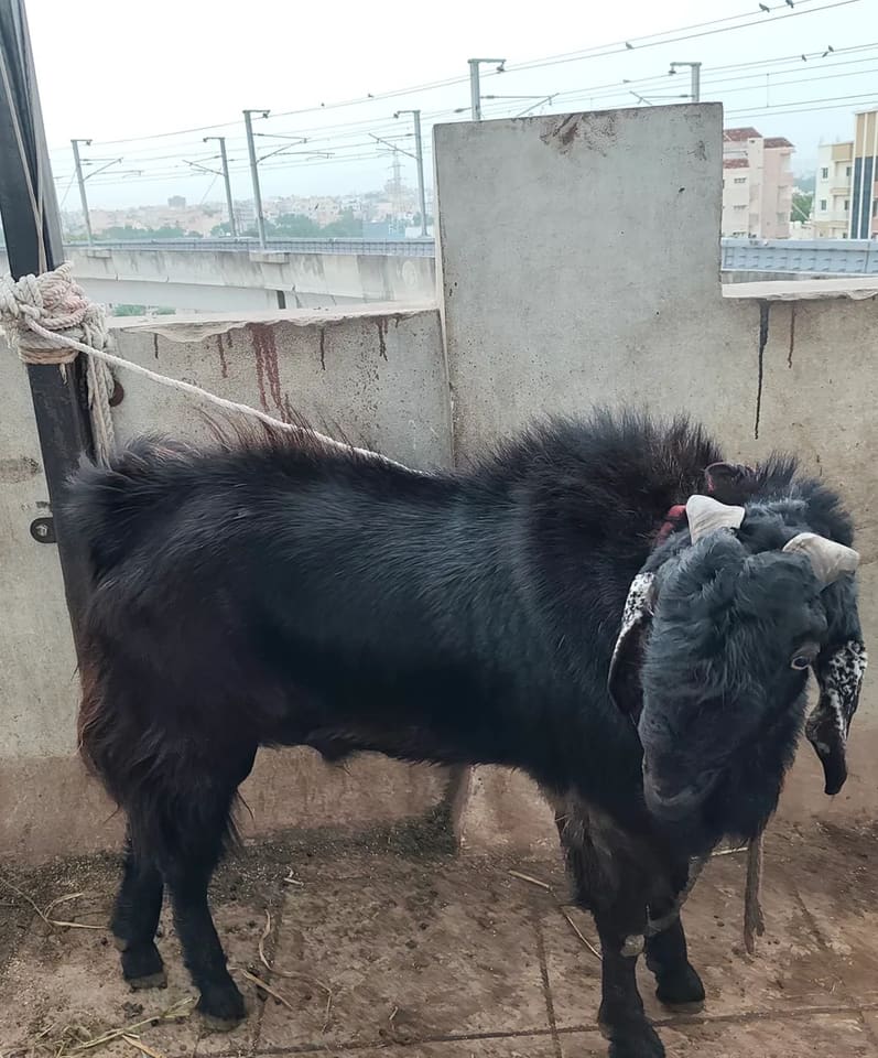 Totapari Sheep O0093 in  TELANGANA