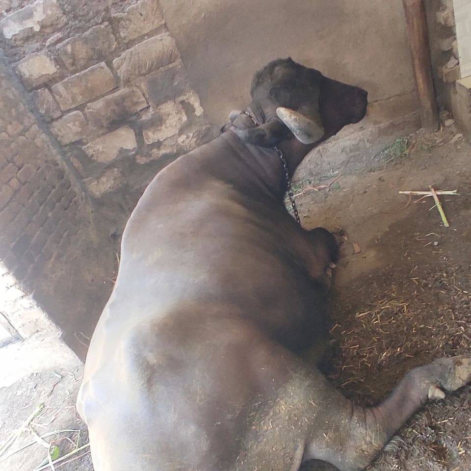 Jafarabadi Buffalo in  GUJARAT