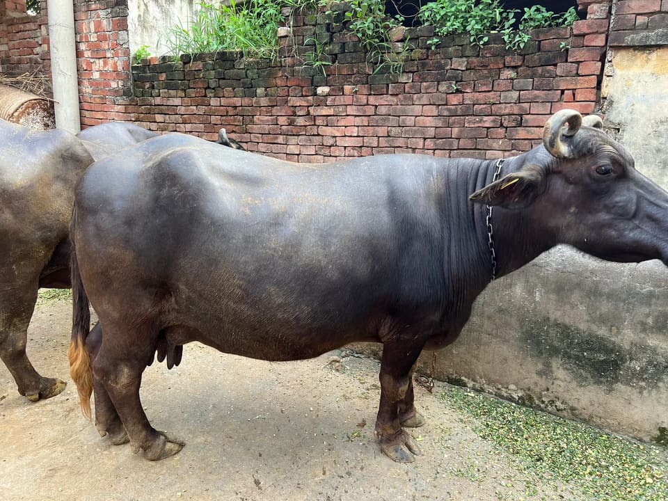 Murra Buffalo O0517 in  UTTAR PRADESH