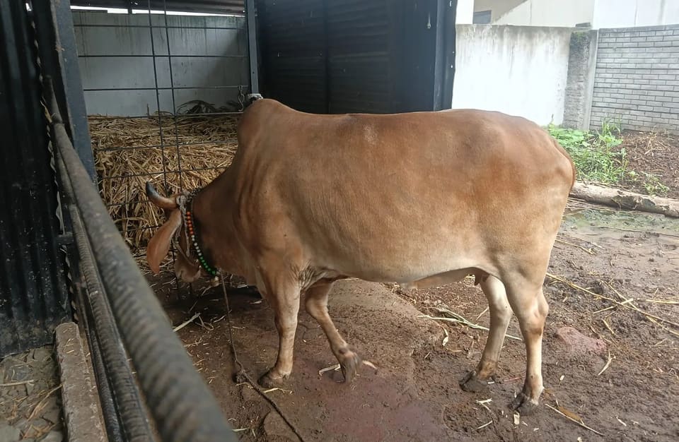 Others Cow in  MAHARASHTRA