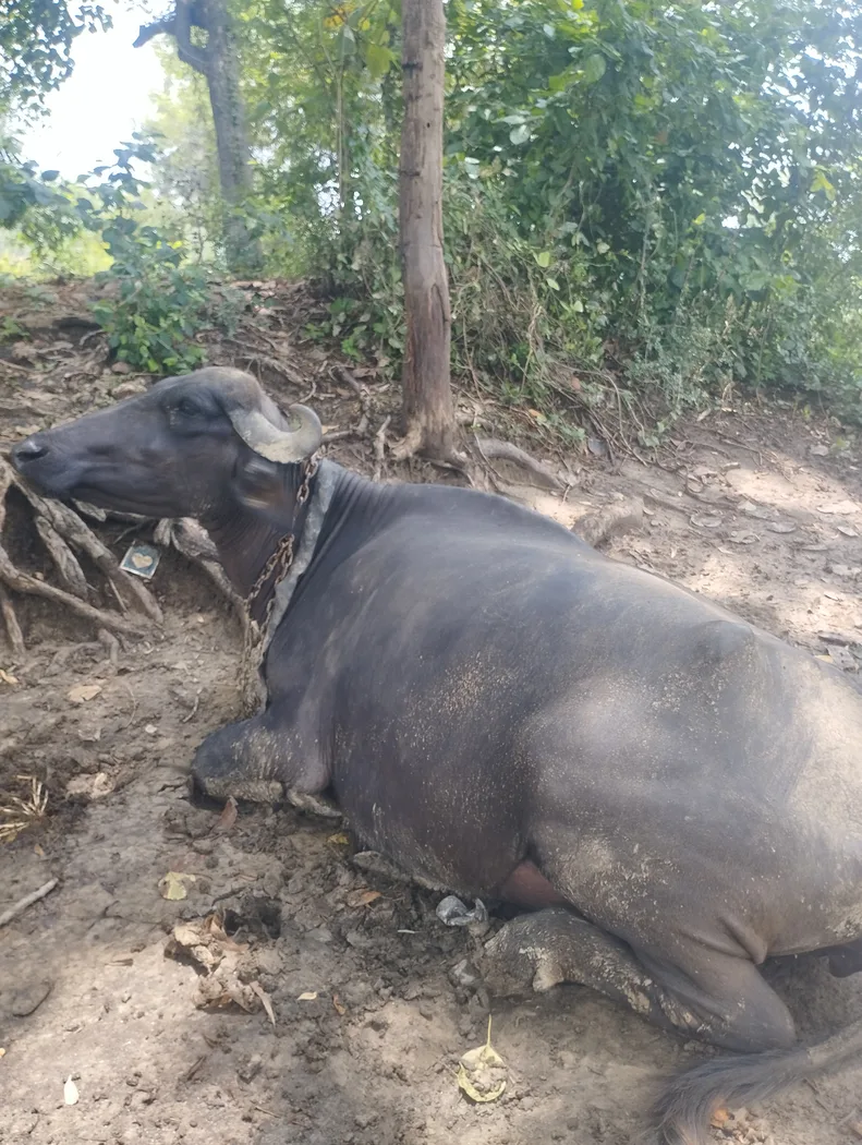 Banni  Buffalo B0549 in  UTTAR PRADESH